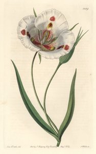 White-flowered Calochortus (Mariposa), Native to California
