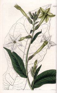 Wing tobacco or ornamental tobacco