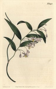 Wombat Berry by Sydenham Teast Edwards