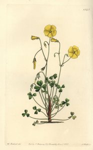 Yellow Woodsorrel, Oxalis micrantha (Cumming