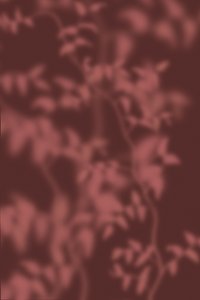 Soft Botanical Shadows by THE MIUUS STUDIO