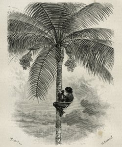 Harvesting Wax from Ceroxylon Palm in Quindio (Colombia) (engraving by Taylor and Ferdinandus, to illustrate the story L