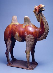 Camel