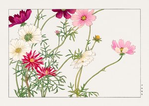 Cosmos Flower from "Seiyou Sokazufu" by Tanigami Konan