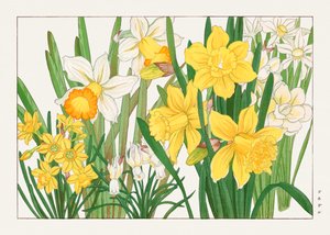 Daffodil from "Seiyou Sokazufu" by Tanigami Konan