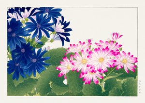 Vintage Cineraria Flower from "Seiyou Sokazufu" by Tanigami Konan