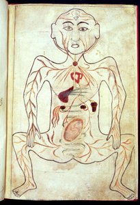 Organic Members and the Embryo in the Human Body, mid 15th century by Tashri Al Badan