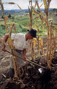 Benigno Marin, a Farmer, Working in a Field in Colombia