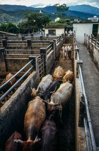 Cattle Arrive at Palmira, Colombia Corral
