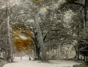 Century-old Trees in Shimogamo Park, Kyoto, circa 1900 - 1915 by Teijiro Takagi