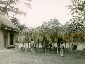 Glycine in Bloom at Nagaoka-Kyo in Kyoto, circa 1900 - 1915 by Teijiro Takagi