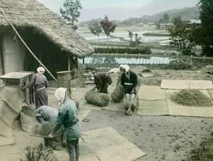 Peasants Winnowing Rice at the Edge of Rice Paddies in Japan, circa 1900 - 1915