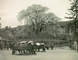 Seated Japanese Gazing at Cherry Blossoms, Kyoto, circa 1900 - 1915
