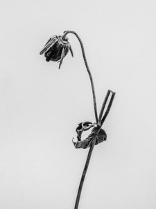 Amid the Flowers 12, 2021