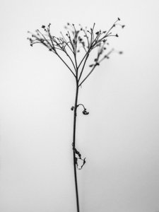 Amid the Flowers 13, 2021