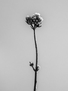 Amid the Flowers 16, 2021