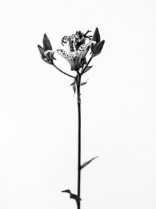 Amid the Flowers 19