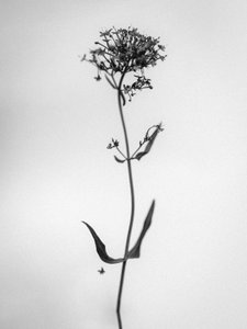 Amid the Flowers 21