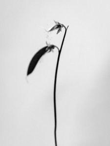 Amid the Flowers 27, 2021