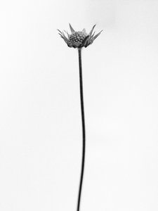 Amid the Flowers 33, 2021