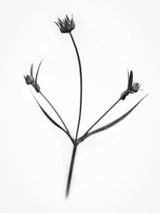 Amid the Flowers 34, 2021
