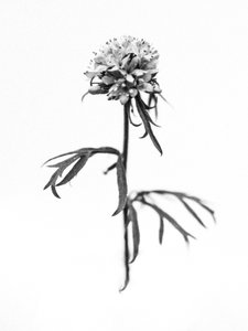 Amid the Flowers 36, 2021