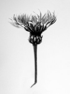 Amid the Flowers 37, 2021