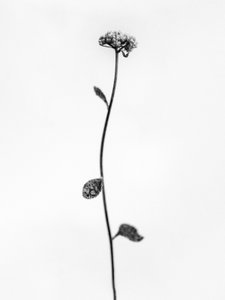 Amid the Flowers 50