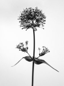 Amid the Flowers 53, 2021