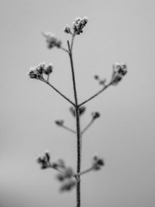 Amid the Flowers 5 by Teis Albers