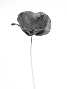 Amid the Flowers 67, 2021