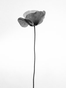 Amid the Flowers 68, 2021