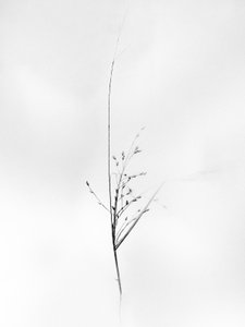 Amid the Flowers 79, 2021