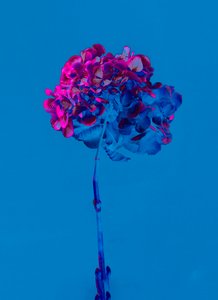 Hydrangea 2