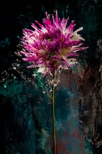 Sugarplum, 2018 by Teis Albers