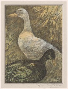 Two Standing Ducks