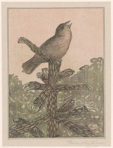 Singing Bird on Pine Tree