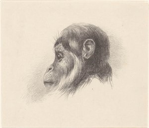 Monkey Head