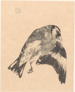 Dead Goldfinch by Theo van Hoytema