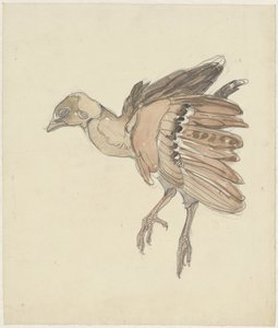 Dead Bird (Partridge?) by Theo van Hoytema