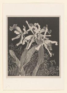 Orchids