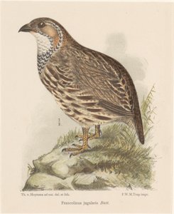 Partridge (Francolinus Jugularis) by Theo van Hoytema