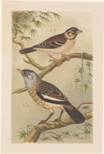 Two birds on branches
