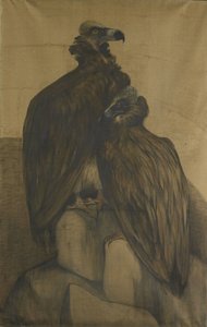 Two Arabian Vultures by Theo van Hoytema