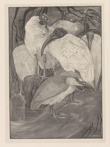 Five Ibises and a Night Heron