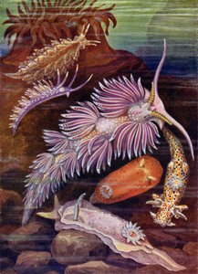 Sea Slugs by Theobald Carreras
