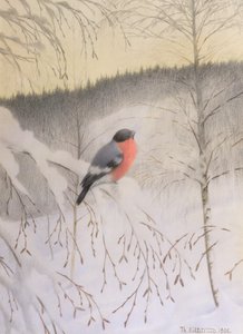Bullfinch on Frosty Twig