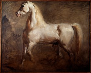 Study of White Horse in Left Profile