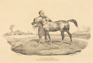 An Arabian Horse by Theodore Gericault