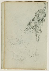Four Lion Studies